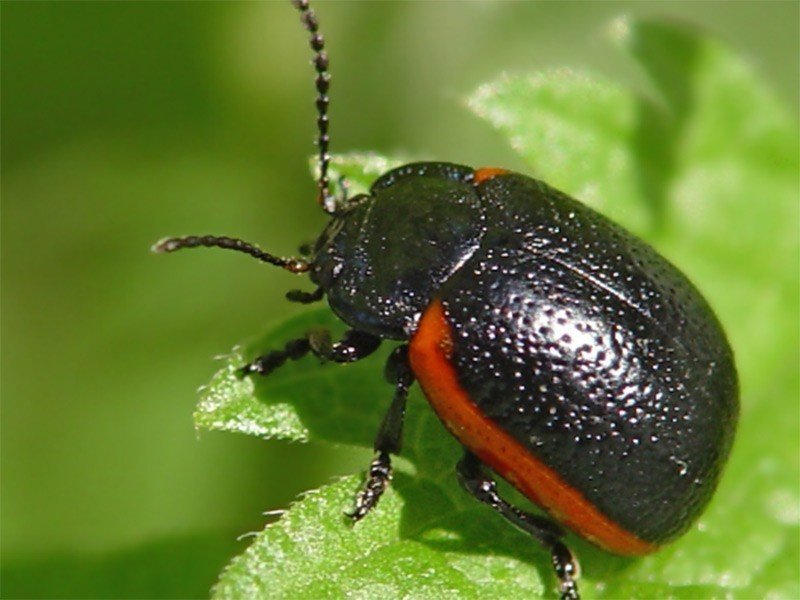 Полосатый черный жук листоед