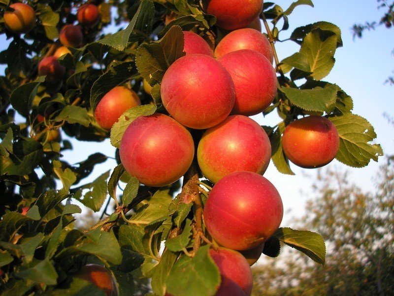 Яблоня аромат уктуса