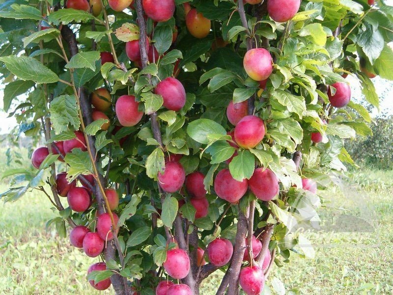 Яблоня колоновидная манящий аромат
