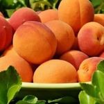 Чем полезны абрикосы — 115 фото лучших сортов и видео описание их выращивания