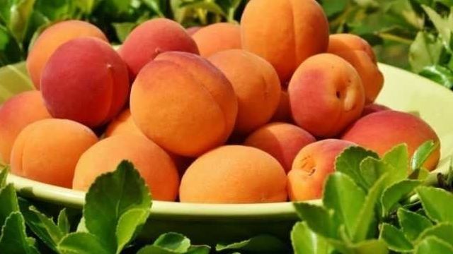 Чем полезны абрикосы — 115 фото лучших сортов и видео описание их выращивания
