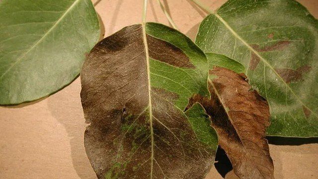 Черные пятна на листьях груши: причины и проверенные способы лечения