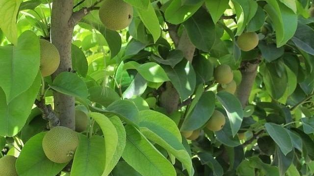 Азиатская груша (Неши): как выращивать плодовое дерево, сорта