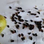 Можно ли вырастить грушу из семечка в домашних условиях