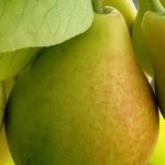 Неприхотливый высокоурожайный сорт груши «Виктория»