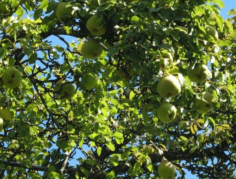 Яблоня семеренко дерево