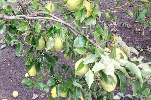 Колоновидная яблоня и груша