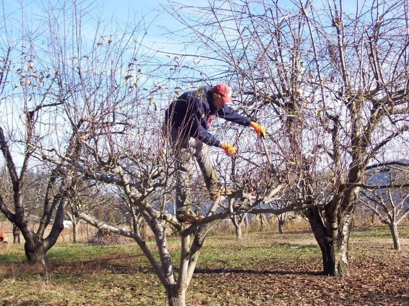 Кронирование яблони весной