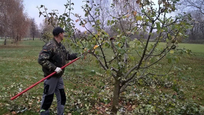 Прореживание яблони осенью