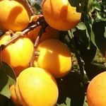 Как вырастить абрикос на Урале
