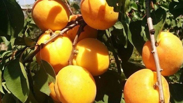 Как вырастить абрикос на Урале