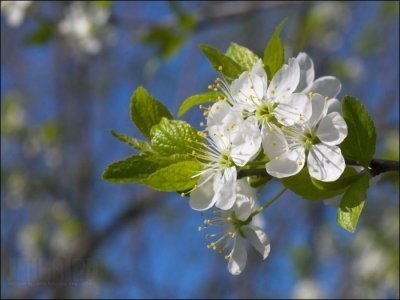 Яблоня лесная цветение