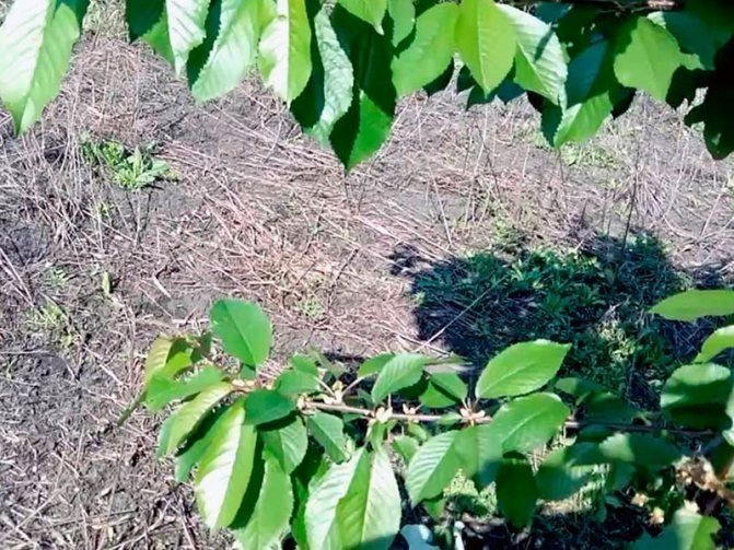 Prunus serrulata лист