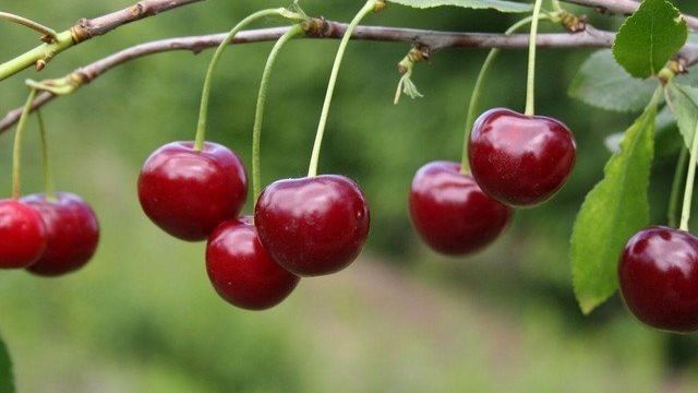 О Любской вишне: описание и характеристики сорта, уход и выращивание