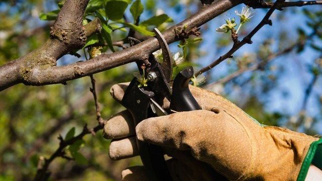Обрезка вишни весной: как правильно сделать, сроки, видео