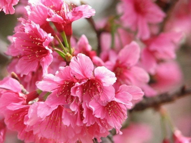 Японские цветы сакура