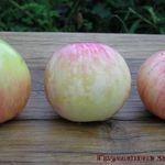Цветение яблони: сроки для разных регионов выращивания и важные нюансы