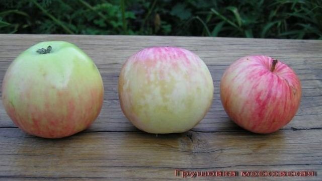 Цветение яблони: сроки для разных регионов выращивания и важные нюансы