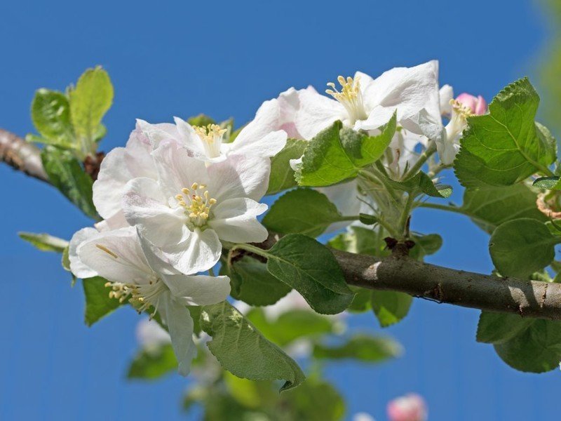 Яблоня богатырь цветение