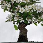 Как вырастить бонсай яблоню из семян в домашних условиях