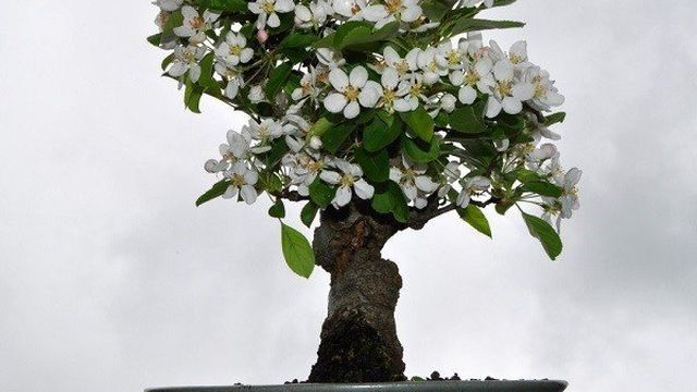 Как вырастить бонсай яблоню из семян в домашних условиях