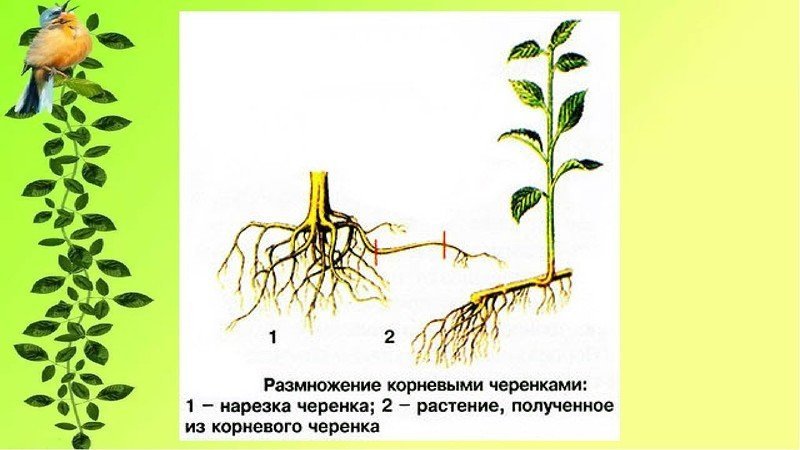 Схема размножения корневыми черенками