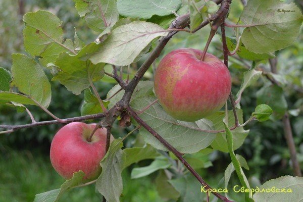 Яблоня сорт краса свердловска