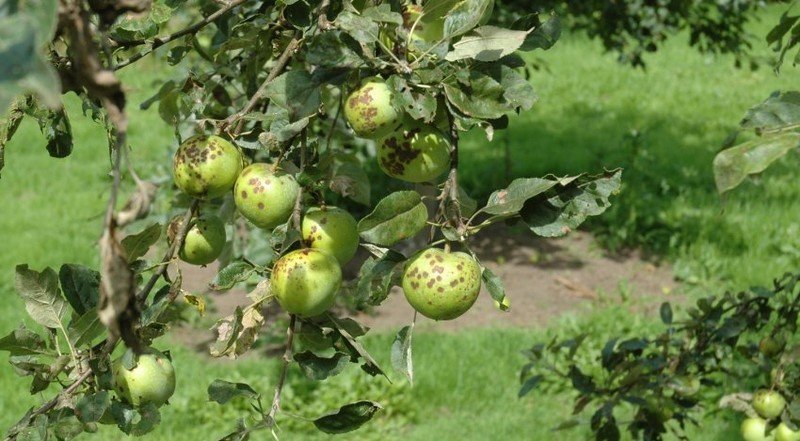 Антракноз яблони на плодах