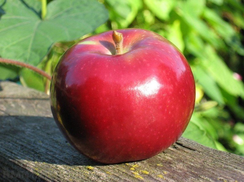 Яблоня сорт скарлет о’хара