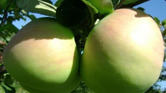 Особенности скороплодного сорта яблони Синап орловский