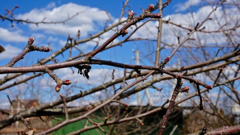 Яблоня весной