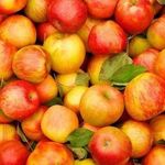 Посадка яблони: как правильно посадить и ухаживать за саженцами?
