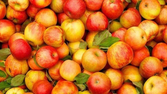 Посадка яблони: как правильно посадить и ухаживать за саженцами?