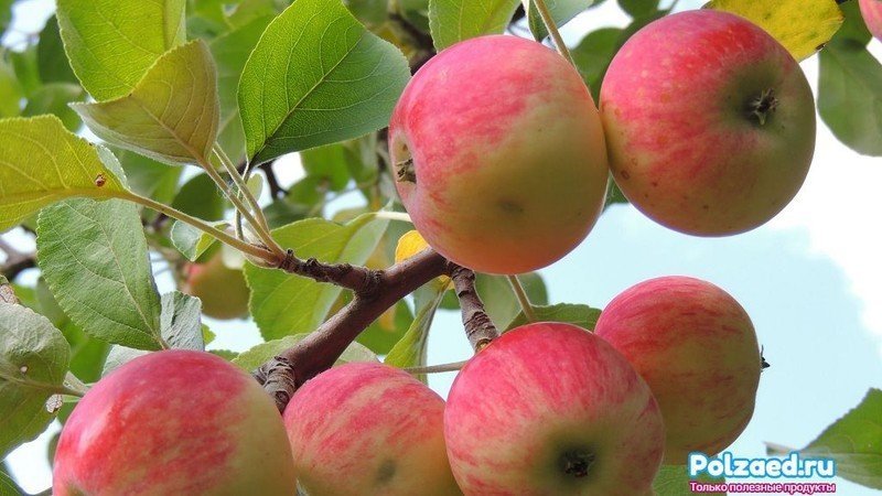 Сажаем яблоки, спелые яблоки на дереве