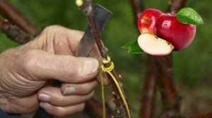 Привить черешню на вишне или на яблони