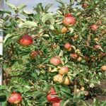 Сорт яблони Жигулёвское – высокая урожайность и неприхотливость в уходе