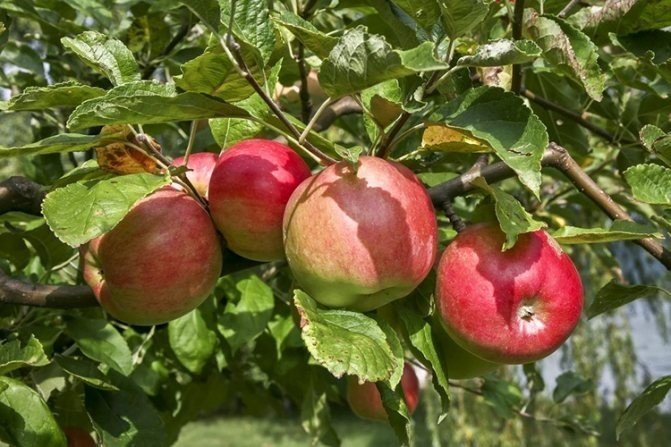 Яблоня малиновый делишес