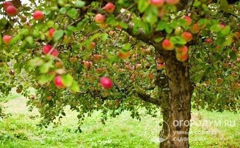 Яблоня яблоневый сад агибалова
