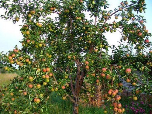 Яблоня жигулевское дерево