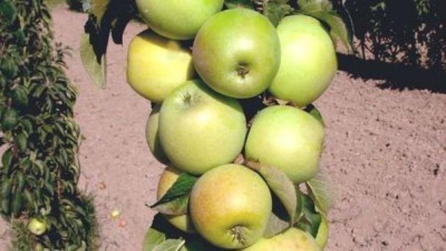 О яблоне колоновидной Каскад: описание и характеристики сорта, посадка и уход