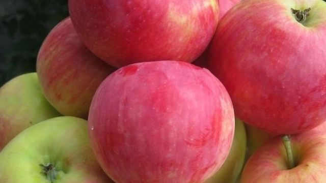 О яблоне Пепин Шафранный, описание сорта, характеристика, агротехника