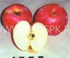 Сорт яблони услада