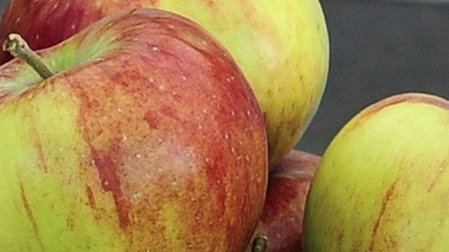 Яблоня зимняя Россошанское полосатое — описание сорта, фото, саженцы, посадка, особенности ухода