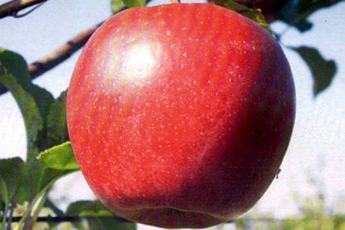 Ред бребурн яблоня