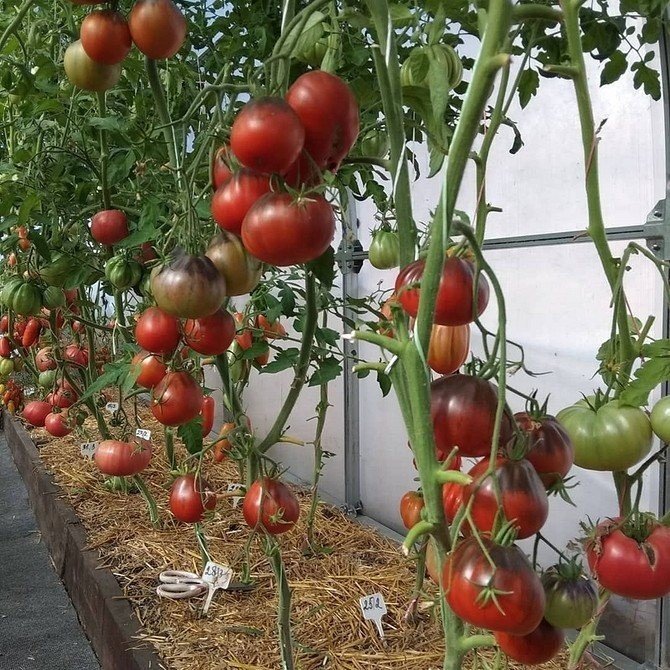 Расположение томатов в теплице