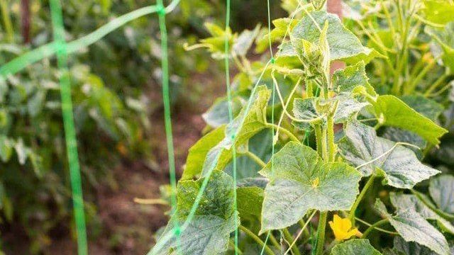 Как получить хороший урожай в теплице и открытом грунте