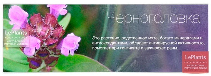 Лекарственные растения нижегородской области