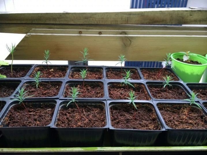Выращивание кипариса из семян в домашних условиях