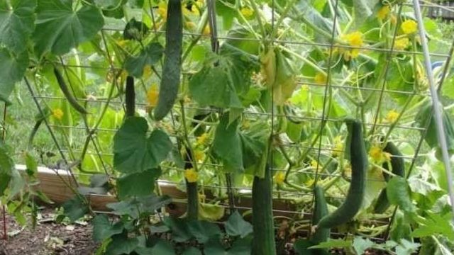 Сетка для огурцов — советы по выбору, особенности и варианты натяжения сетки для выращивания огурцов