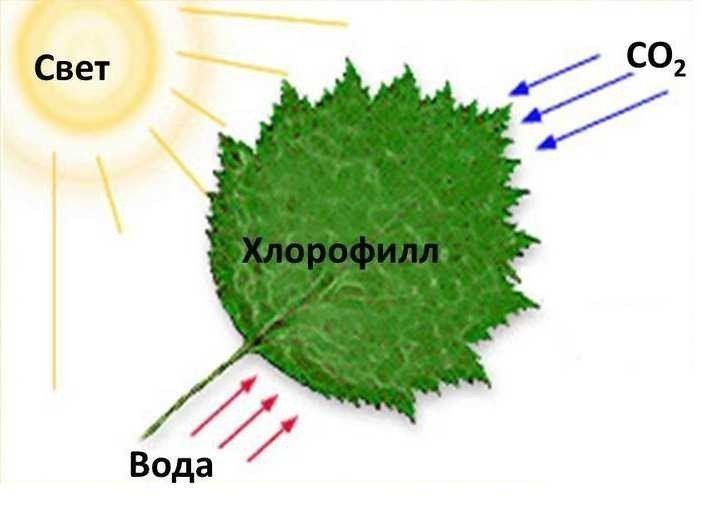 Условия необходимые для фотосинтеза